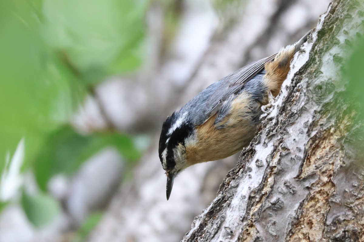 Red-breasted Nuthatch - James Cummins