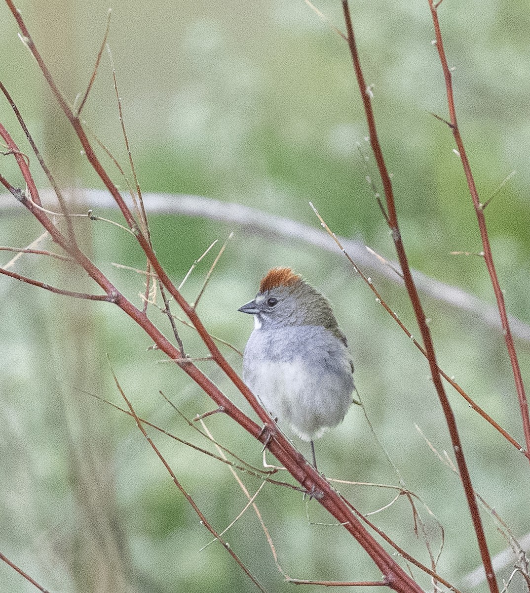 Green-tailed Towhee - James McCall