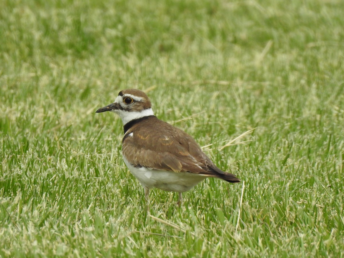 Killdeer - T B