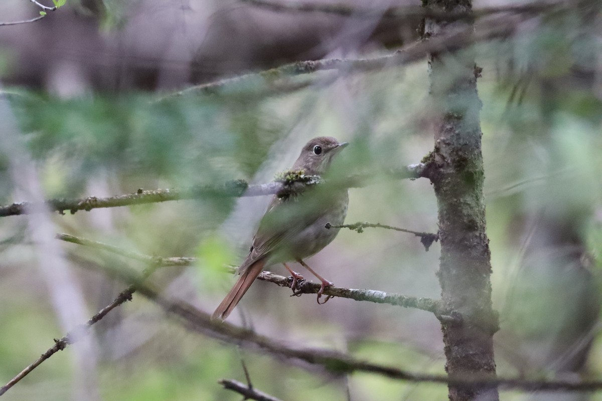 Hermit Thrush - Liam Messier