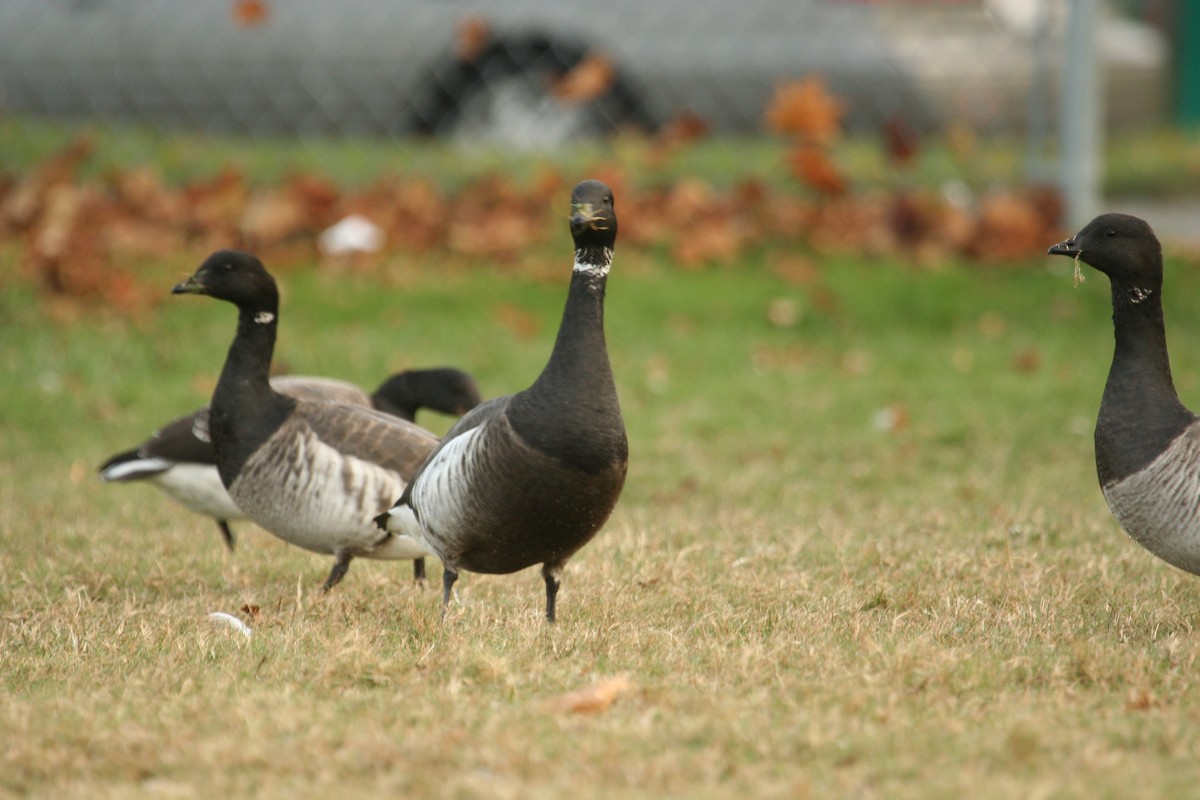 Казарка чорна (підвид nigricans) - ML619313440