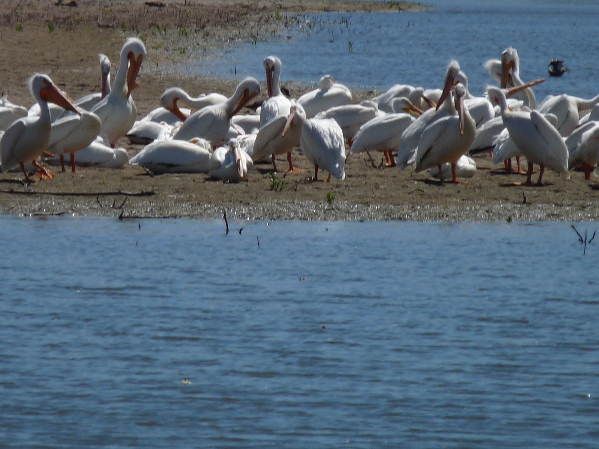 American White Pelican - ML619313454