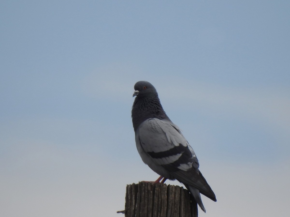 Rock Pigeon (Feral Pigeon) - T B