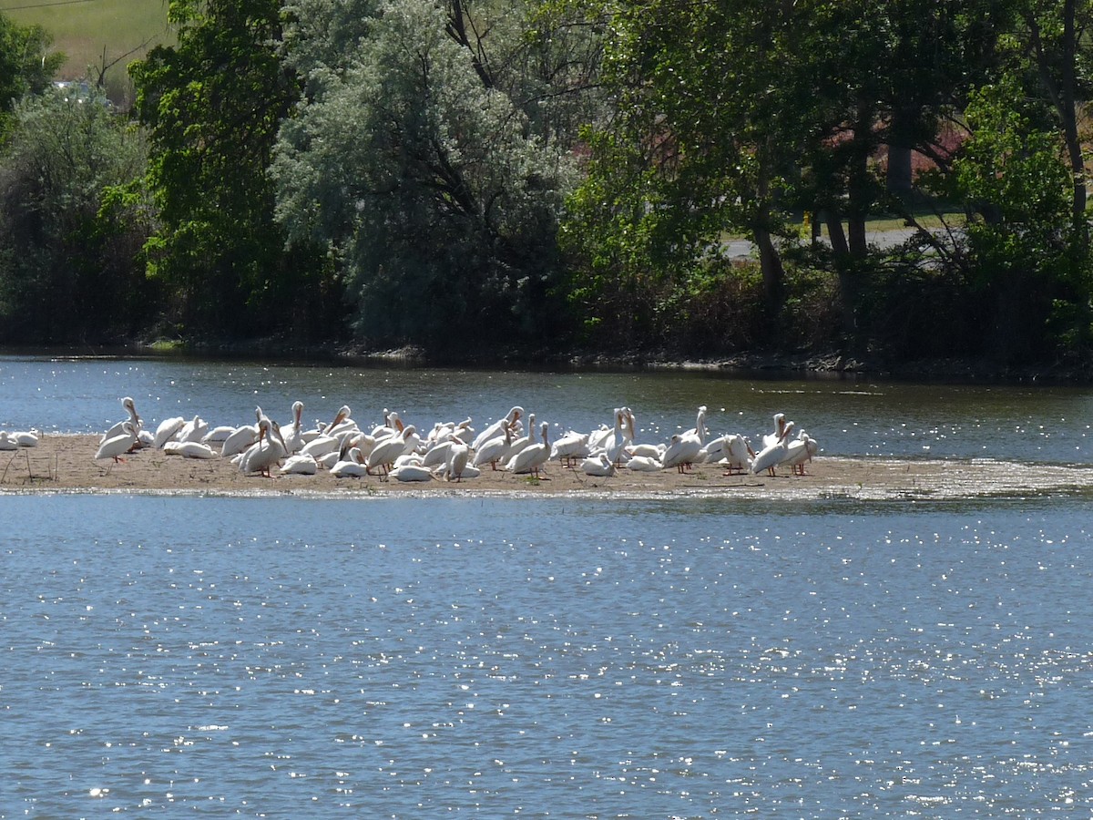 American White Pelican - ML619313457