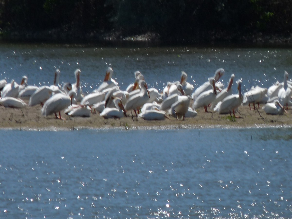 American White Pelican - ML619313461