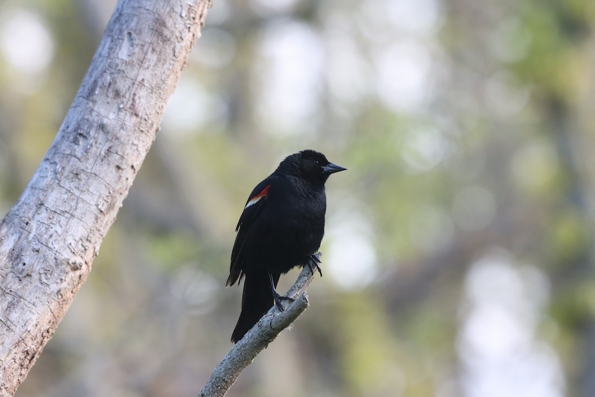Red-winged Blackbird - Rosemary Clapham