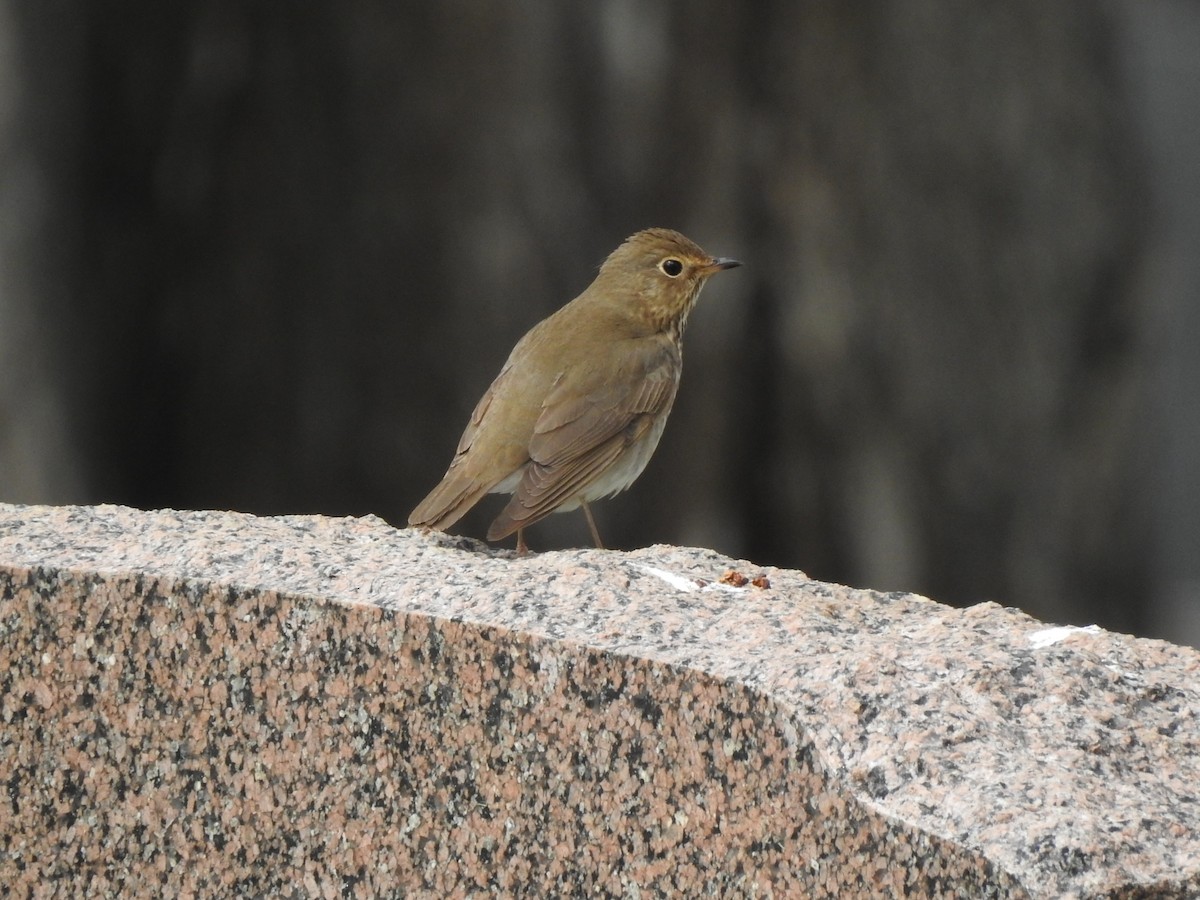 Swainson's Thrush - T B