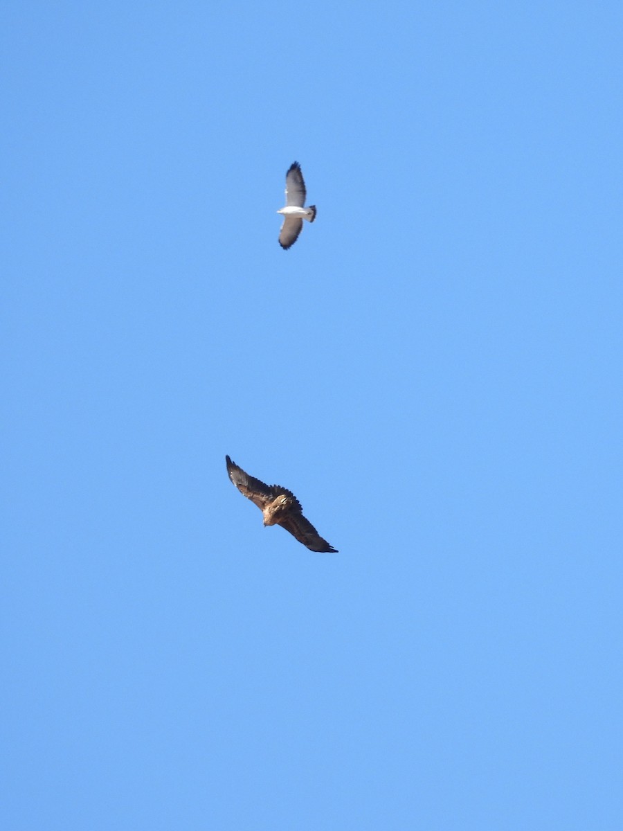 Black-chested Buzzard-Eagle - Saskia Hostens