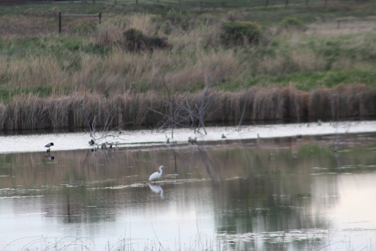 Great Egret - ML619313487