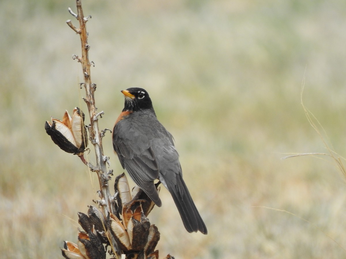 American Robin - T B