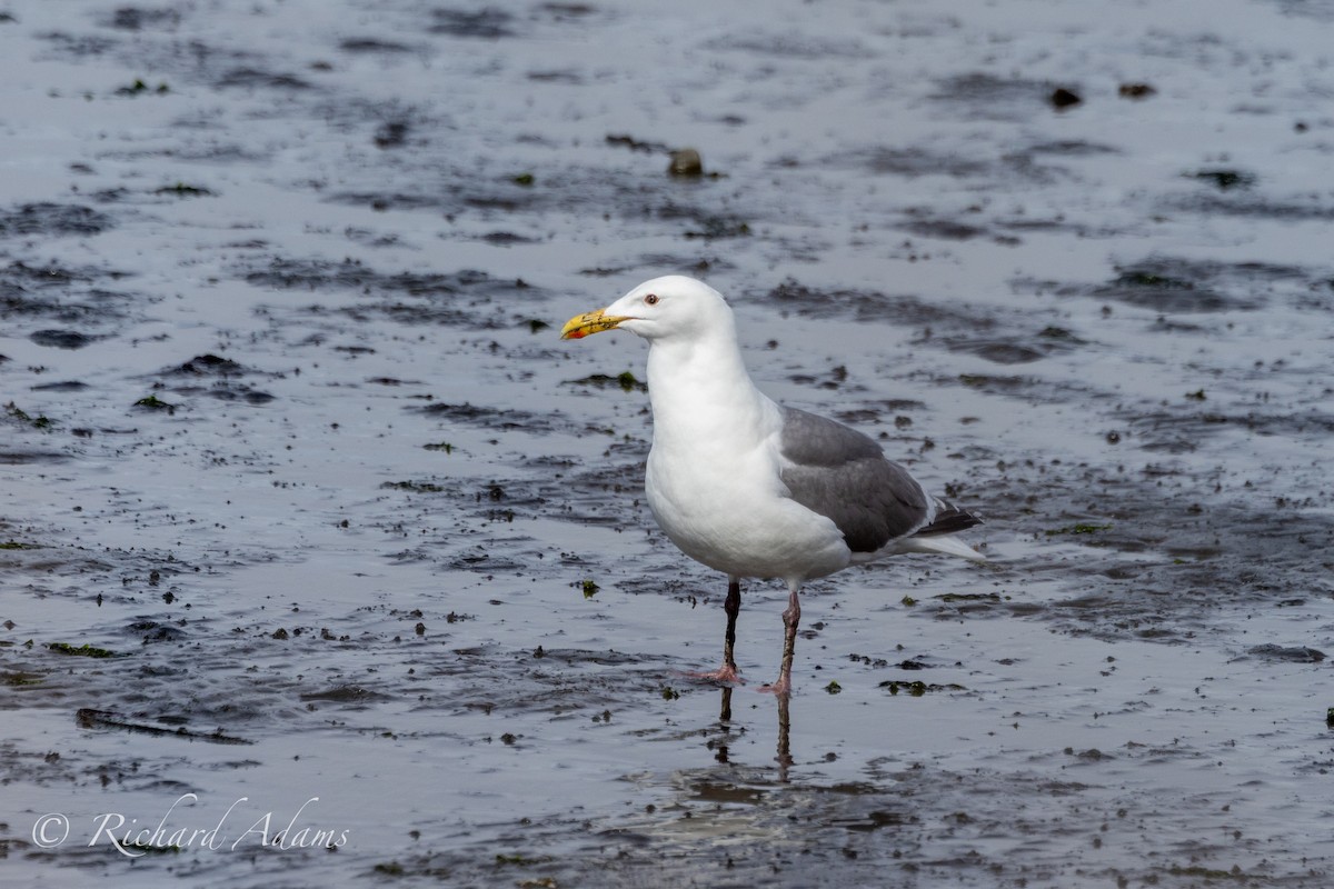 Western Gull - Richard Adams