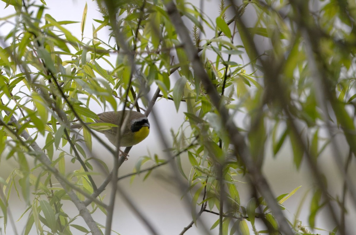Common Yellowthroat - Lyse Clermont
