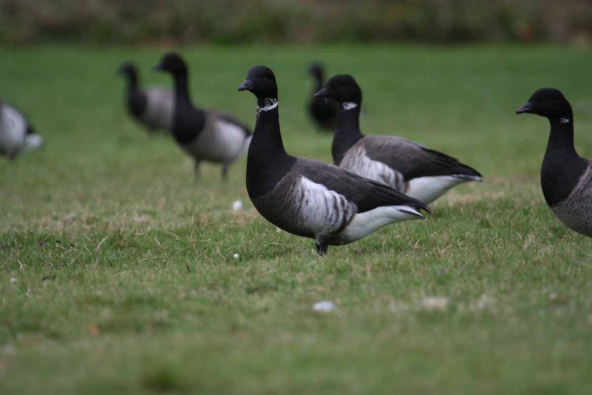 Barnacla Carinegra (nigricans) - ML619313512