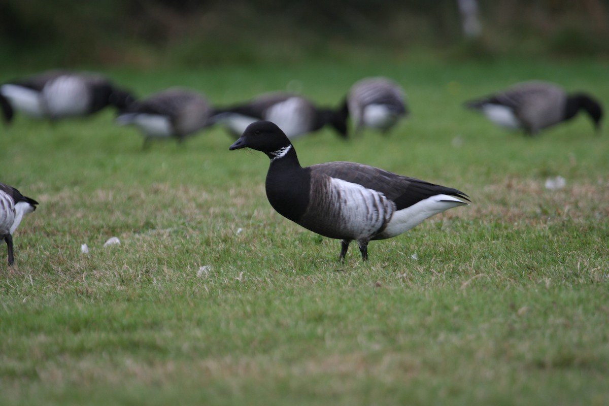 コクガン（nigricans） - ML619313517