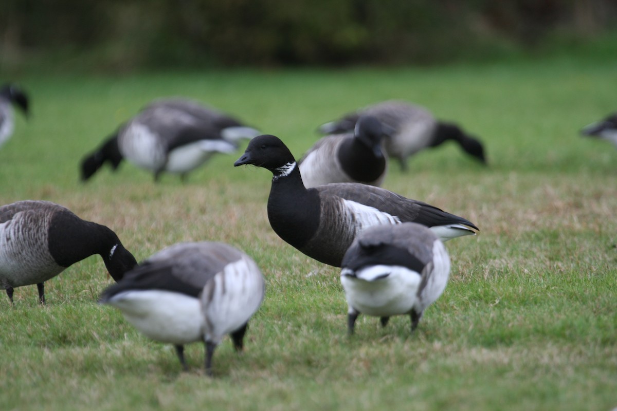 Bernache cravant (nigricans) - ML619313520