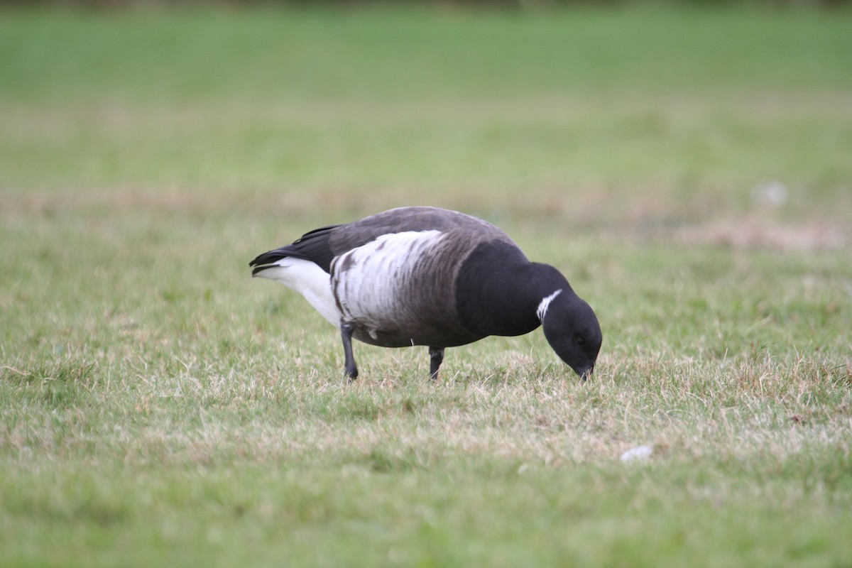 Barnacla Carinegra (nigricans) - ML619313525