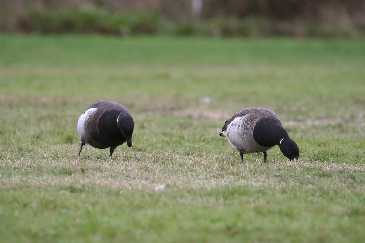 berneška tmavá (ssp. nigricans) - ML619313526