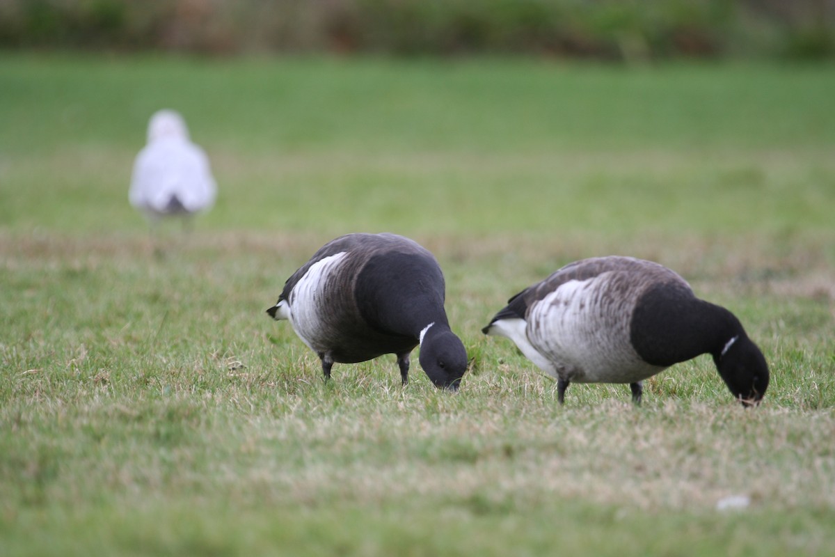 Bernache cravant (nigricans) - ML619313527