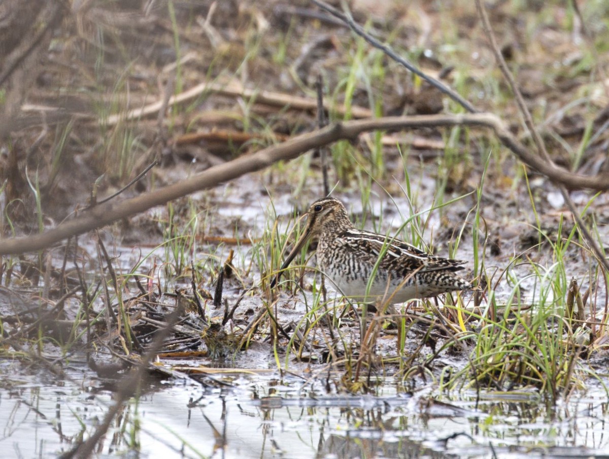 Wilson's Snipe - Lyse Clermont