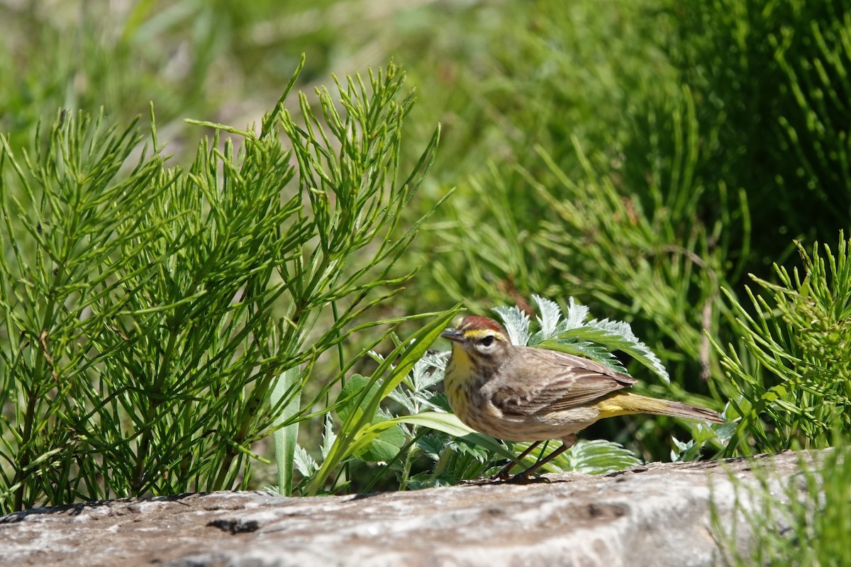 Palm Warbler - Claude Achim