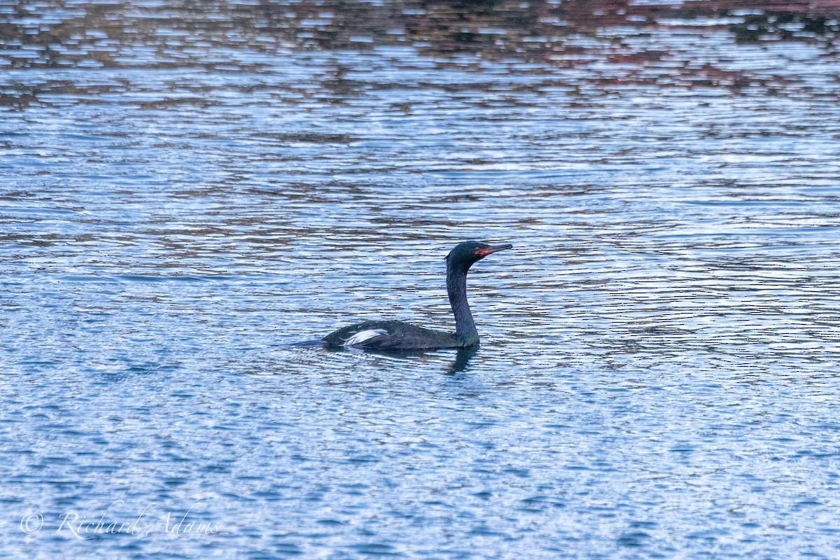 Pelagic Cormorant - Richard Adams