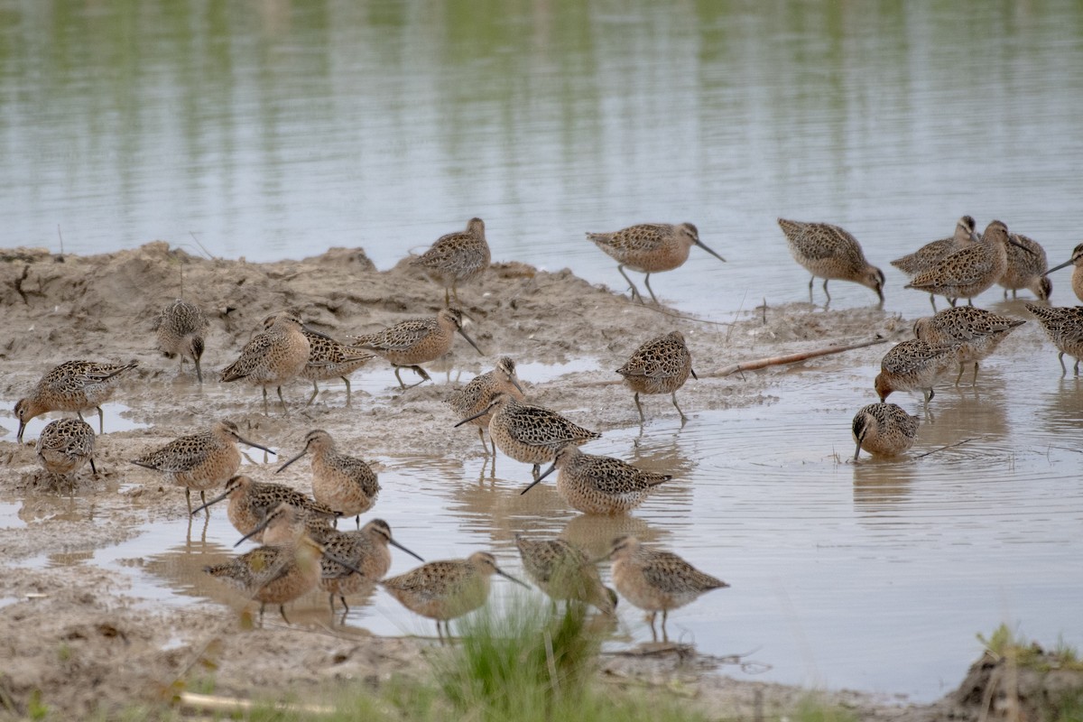 Short-billed Dowitcher - Peter Sproule