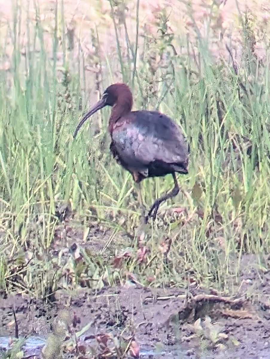 Glossy Ibis - Phil Mills