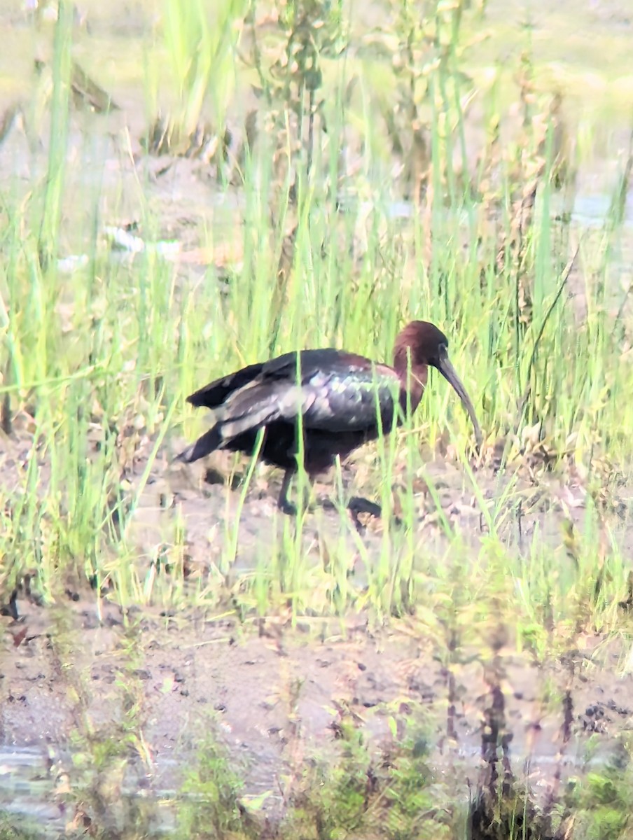 Glossy Ibis - Phil Mills