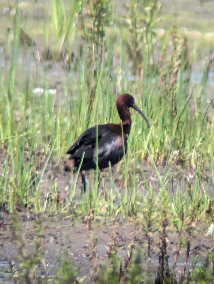 Glossy Ibis - Phil Mills