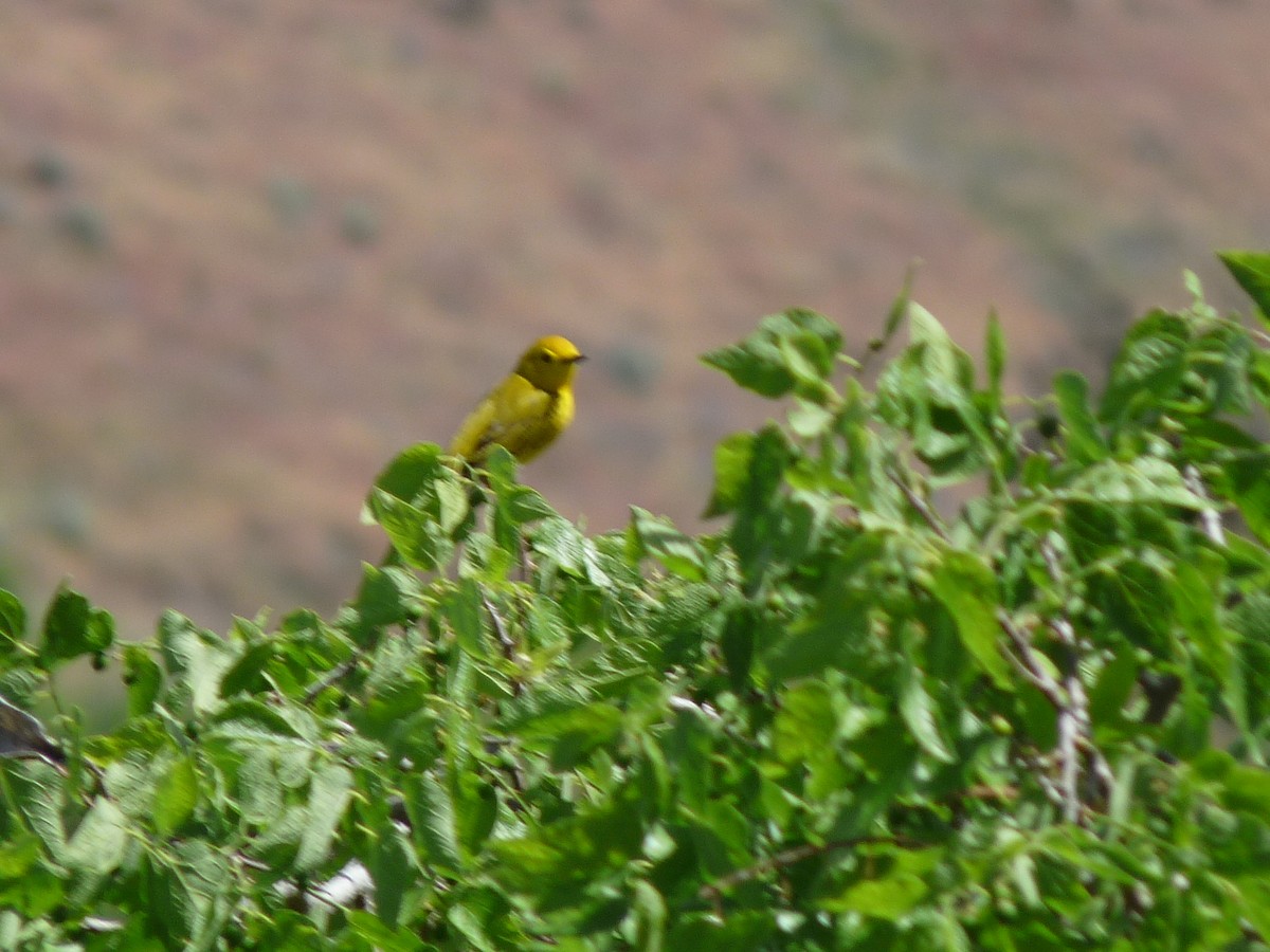 Oriole de Bullock - ML619313589