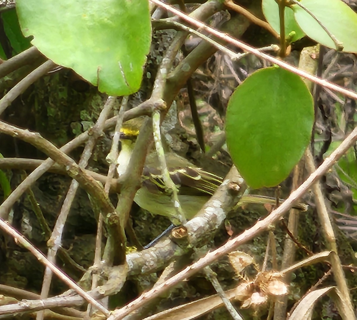 Golden-faced Tyrannulet - Diego López