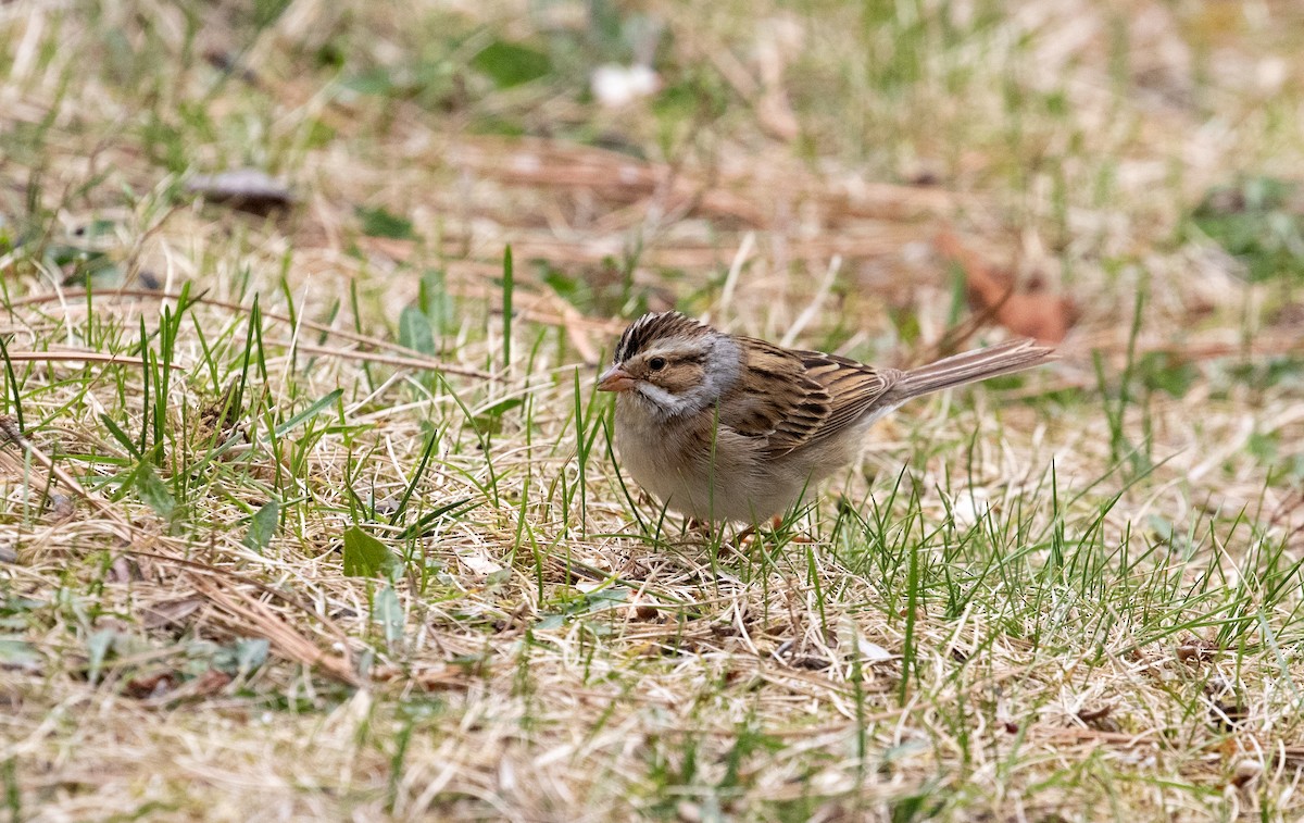 Clay-colored Sparrow - Jonathan Creel