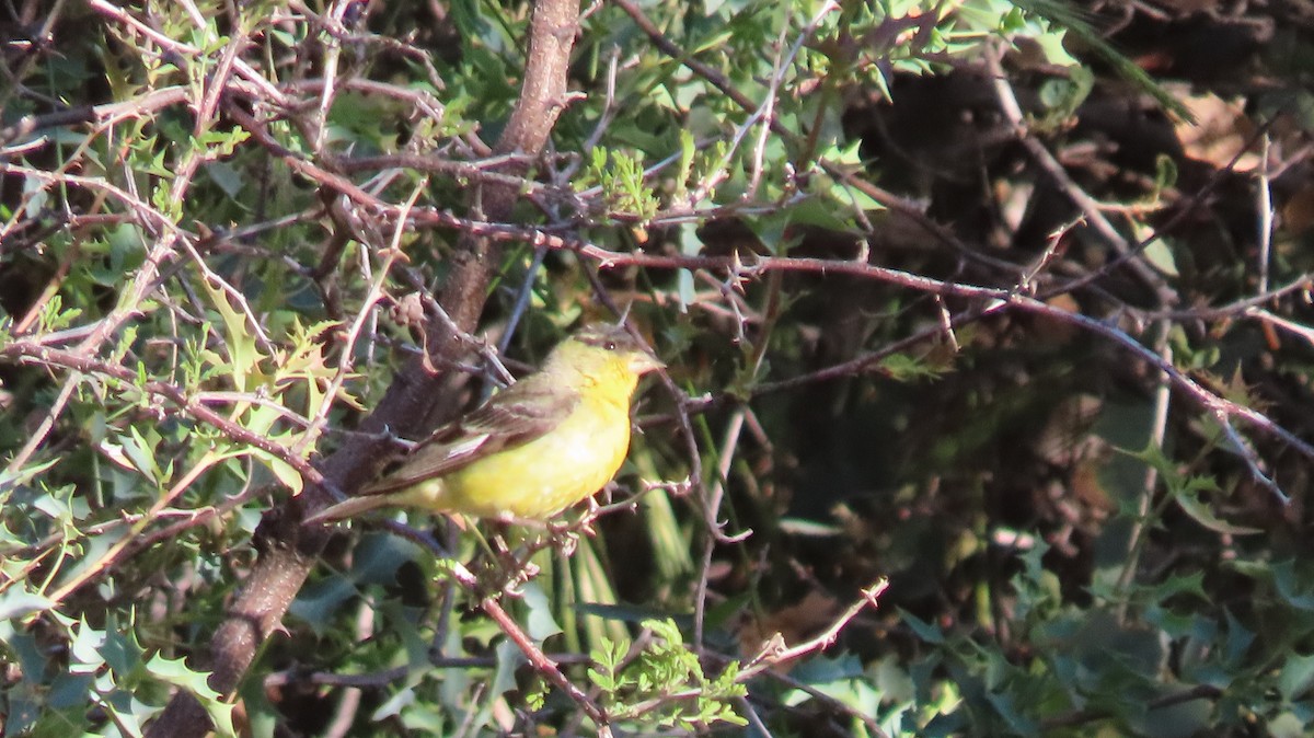 Lesser Goldfinch - Anne (Webster) Leight