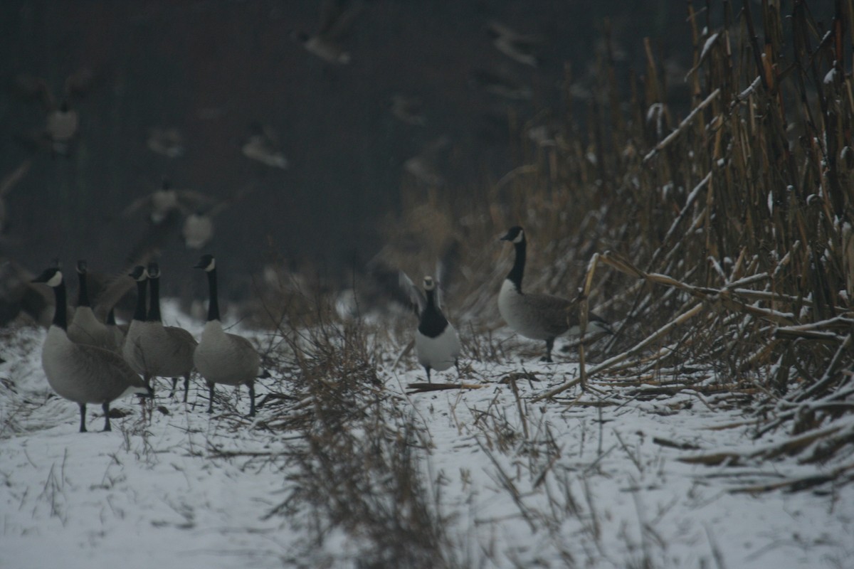 Barnacle Goose - ML619313607