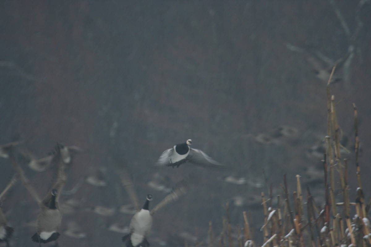 Barnacle Goose - ML619313610