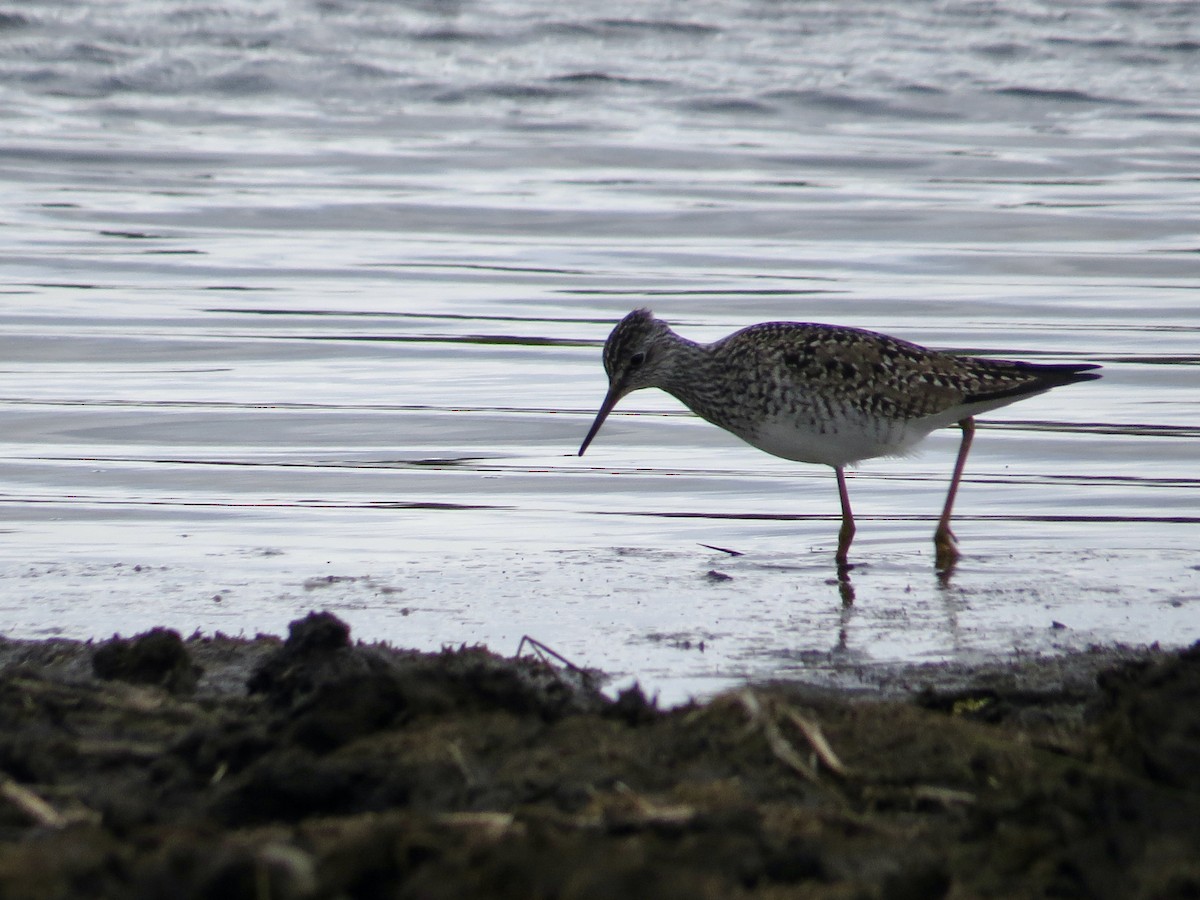 Lesser Yellowlegs - Sandy Proulx