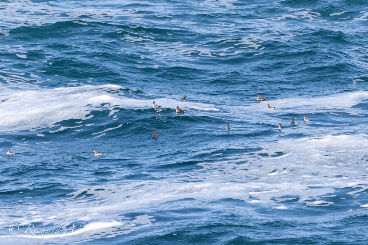 Red-necked Phalarope - Richard Adams