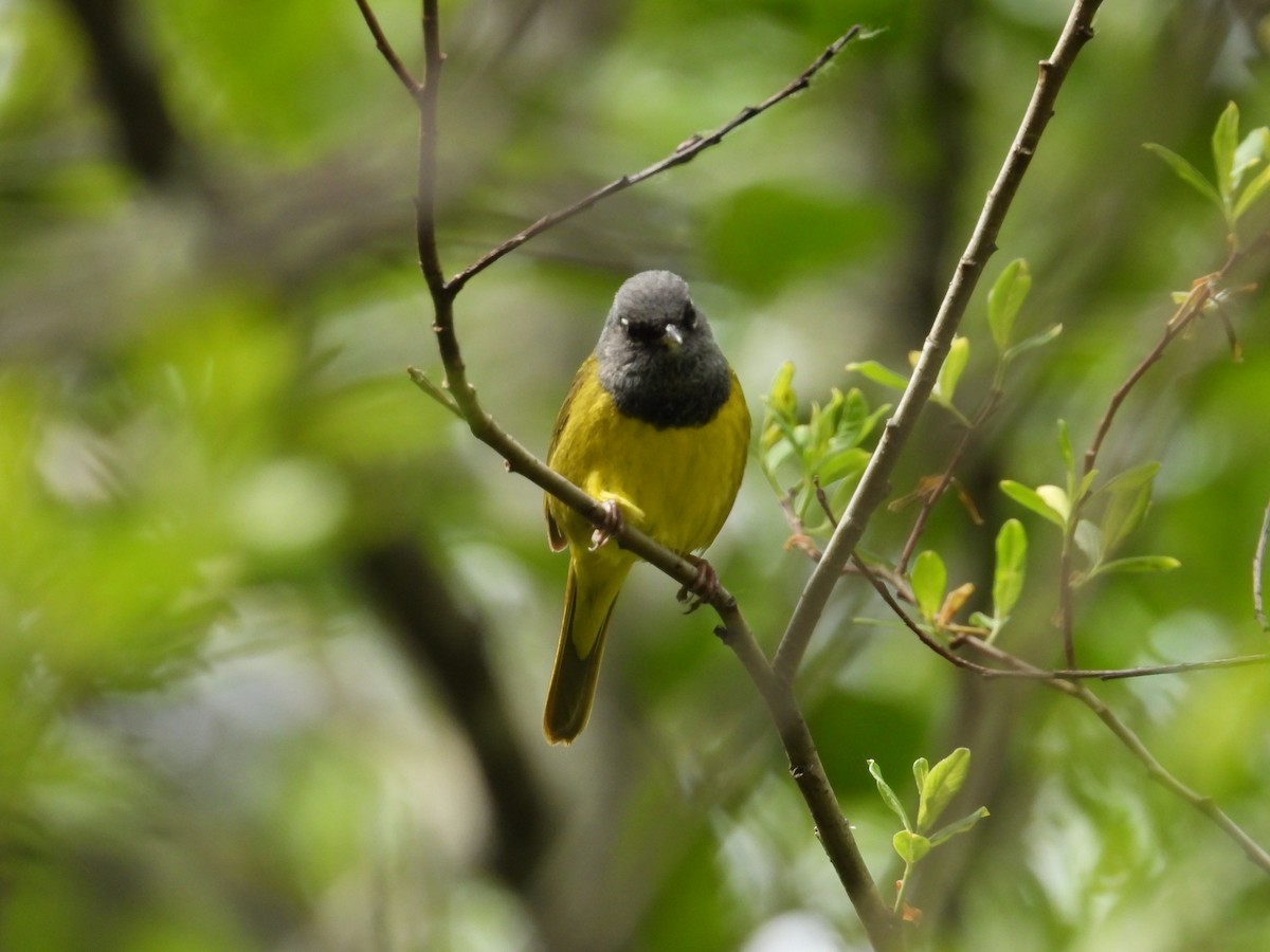 MacGillivray's Warbler - ML619313631