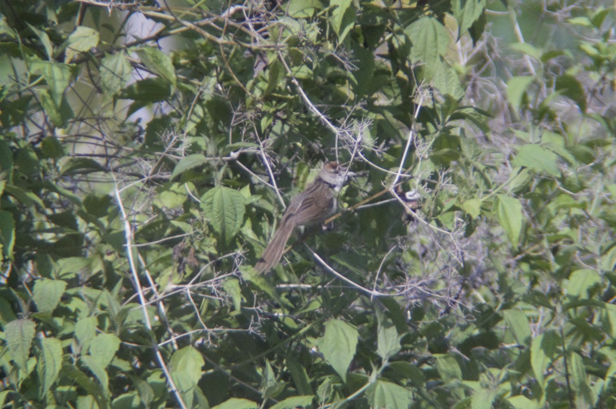 Tawny Grassbird - Romualdo Calbes