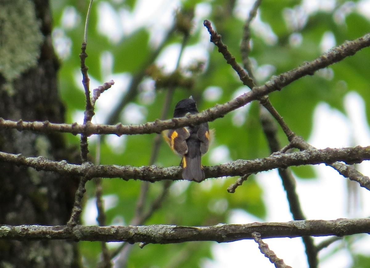 American Redstart - Sergey Pavlov