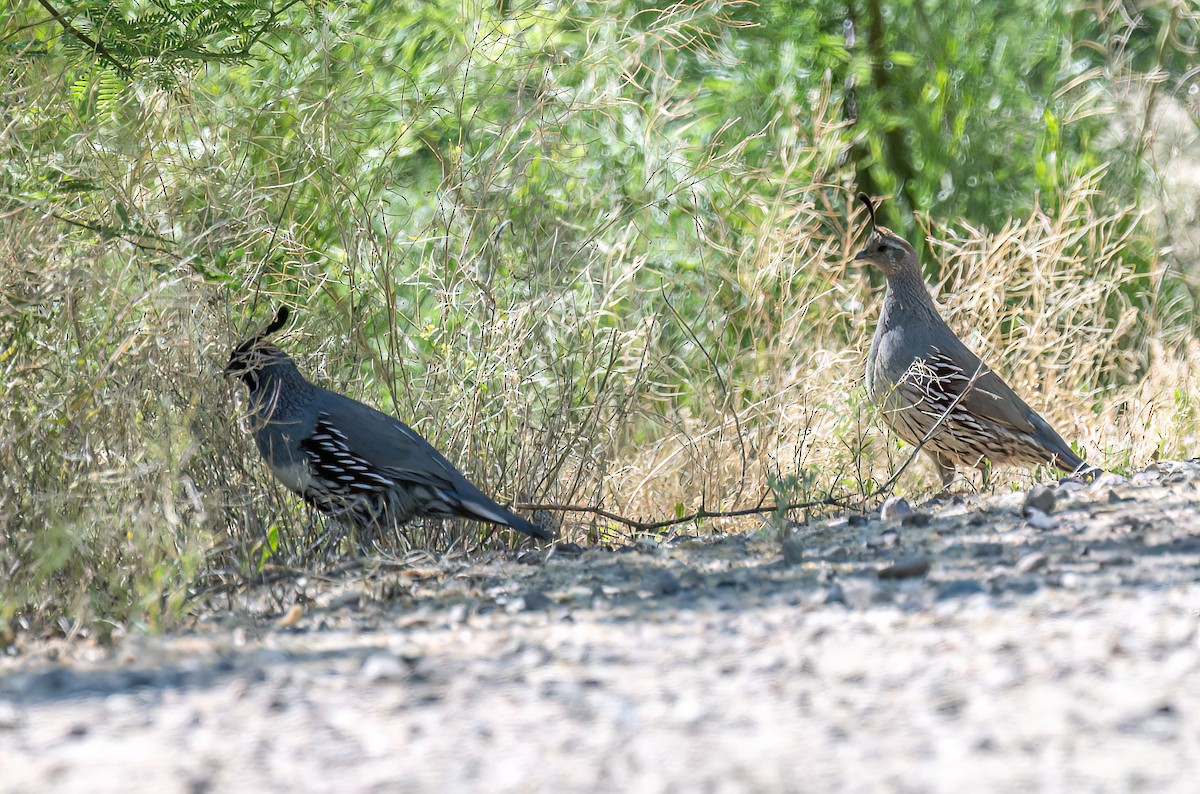 Gambel's Quail - ML619313647