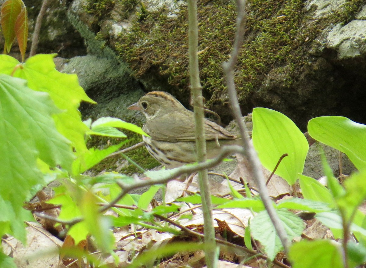 Ovenbird - ML619313662