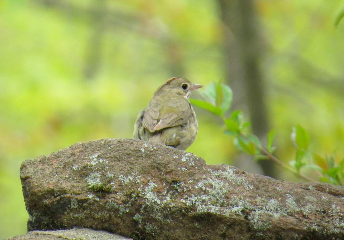 Ovenbird - Sergey Pavlov