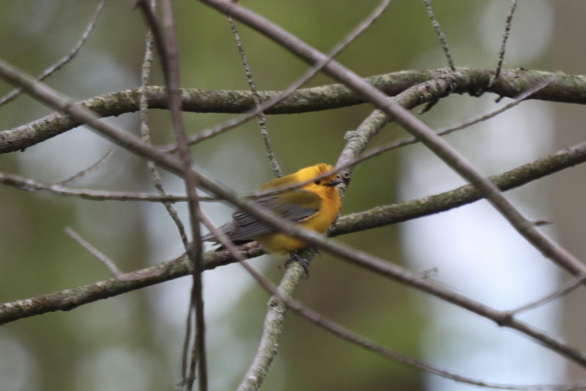 Prothonotary Warbler - Rosemary Clapham