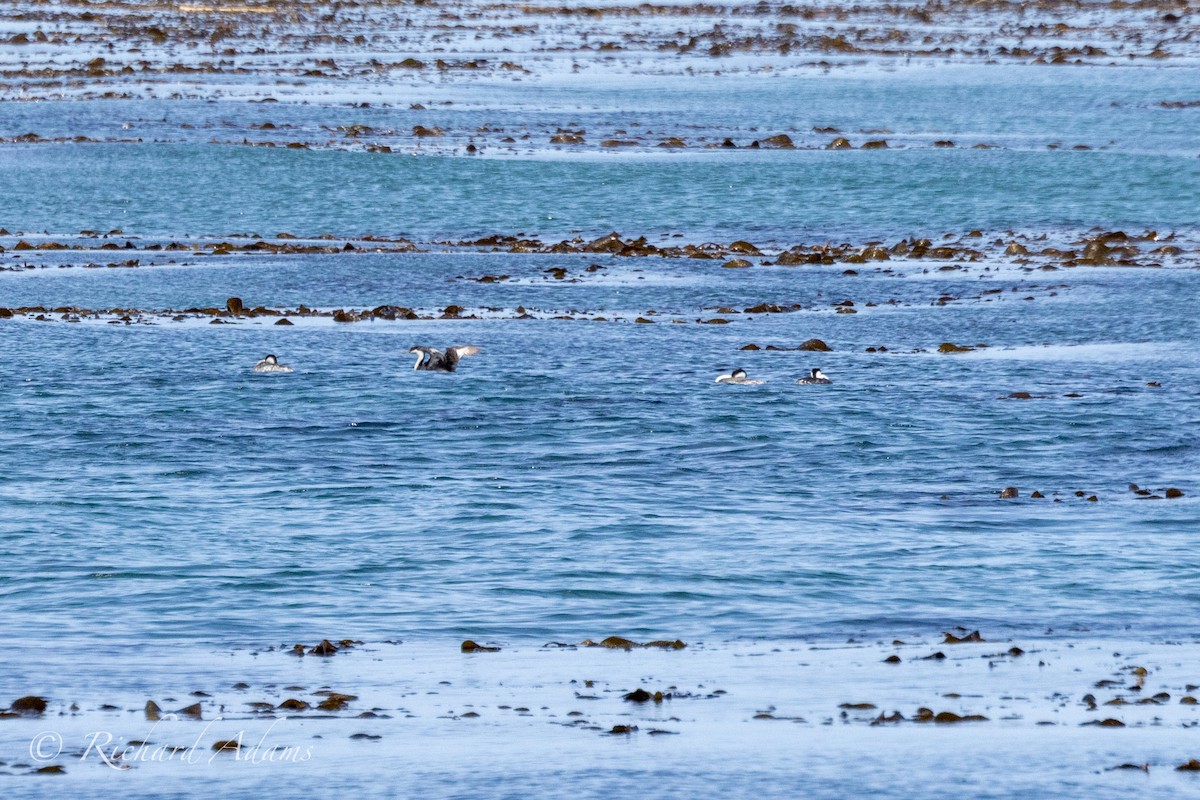 Western Grebe - ML619313671