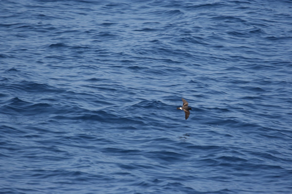 Band-rumped Storm-Petrel - Marshall Iliff