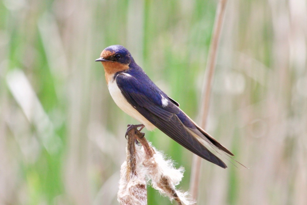 Barn Swallow - Loyan Beausoleil