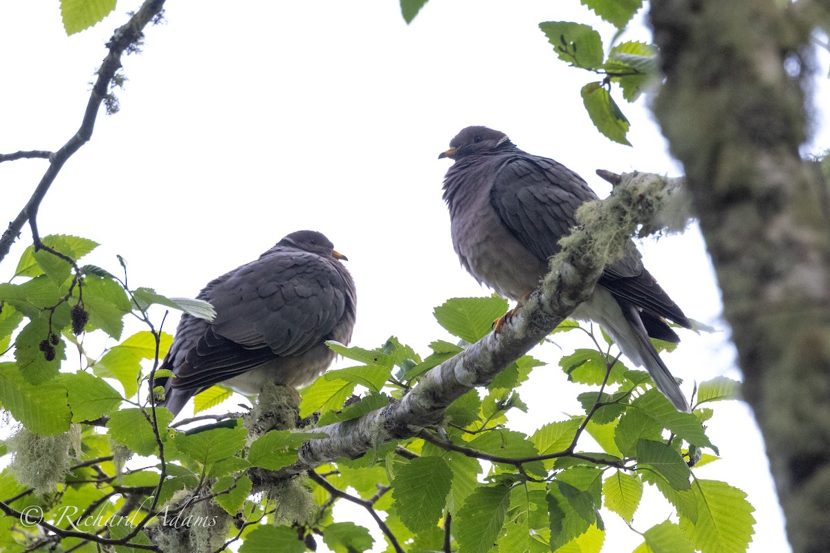 Band-tailed Pigeon - Richard Adams