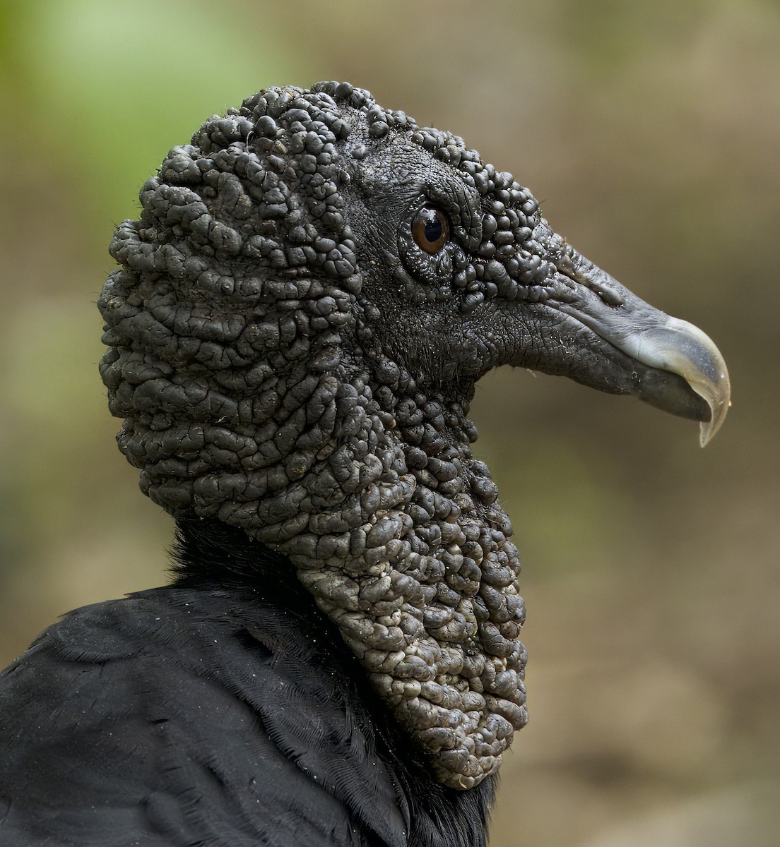 Black Vulture - Carol Hippenmeyer