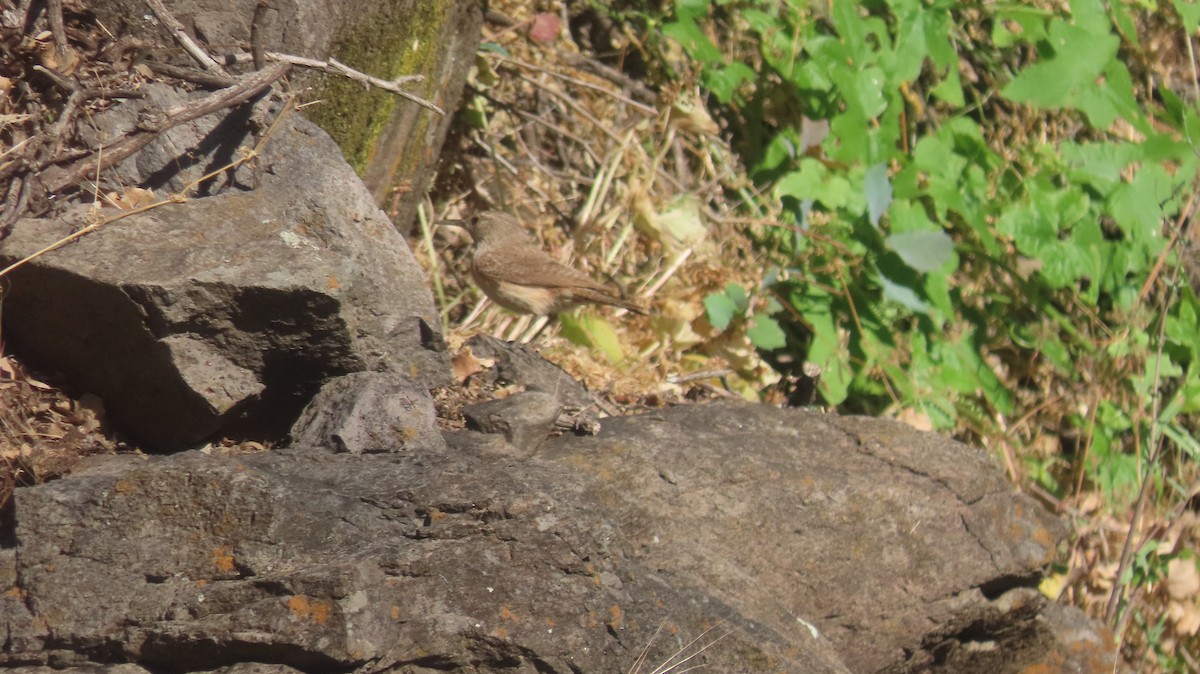 Rock Wren - Anne (Webster) Leight